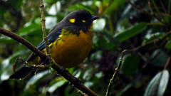 Anisognathus lacrymosus