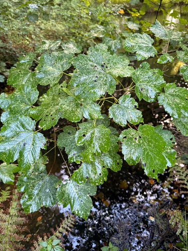 sycamore maple