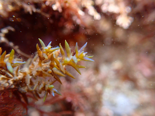 Ericaria selaginoides observed 2026-09-15