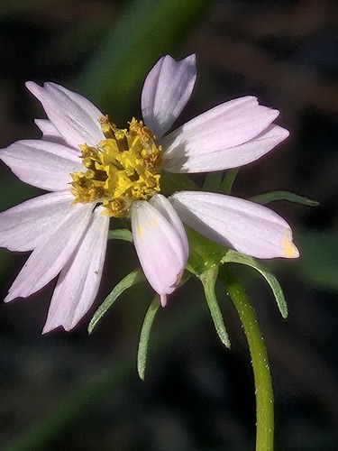 Cosmos parviflorus, photograph 6
