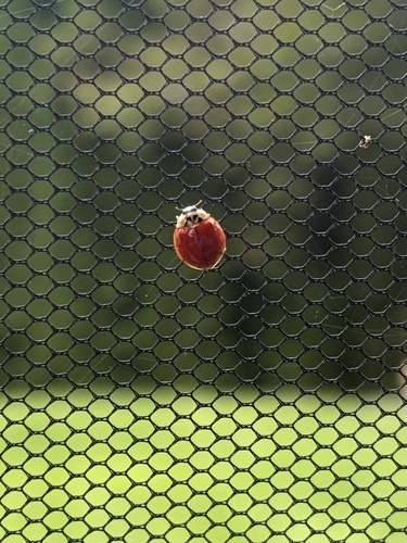 Asian Lady Beetle