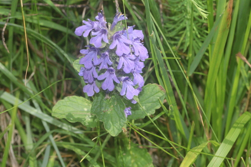 Ajuga genevensis, photograph 1