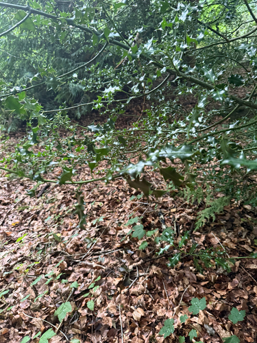 European holly