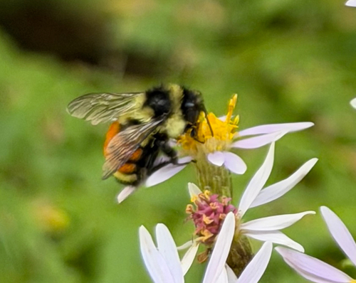 Tricolored Bumble Bee