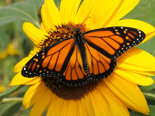 Monarch