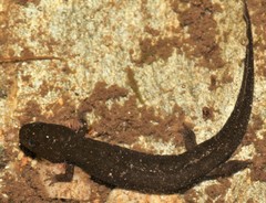 Desmognathus marmoratus