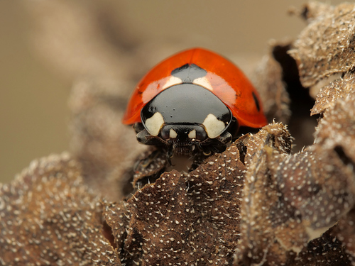 Seven-spotted Lady Beetle