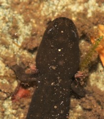 Desmognathus marmoratus