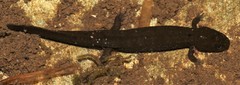 Desmognathus marmoratus