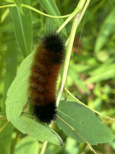 Isabella Tiger Moth