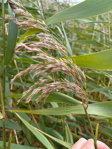 common reed