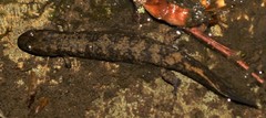Desmognathus marmoratus