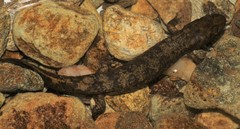 Desmognathus marmoratus