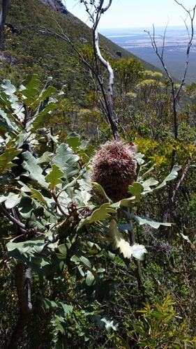Image of Banksia solandri by (c) Em Lamond, some rights reserved (CC BY)