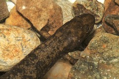 Desmognathus marmoratus