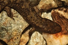 Desmognathus marmoratus