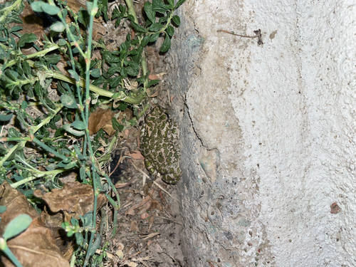 Green Toad