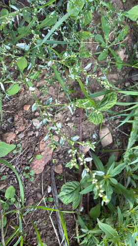 Prostrate Knotweed