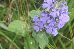 Ajuga genevensis