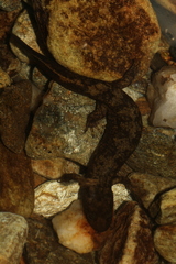 Desmognathus marmoratus