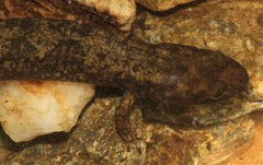 Desmognathus marmoratus