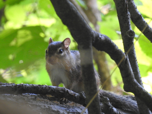 Eastern Chipmunk