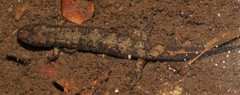 Desmognathus marmoratus