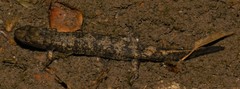 Desmognathus marmoratus