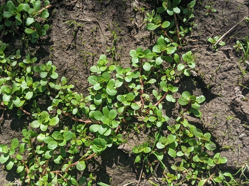 Lythrum portula, photograph 4