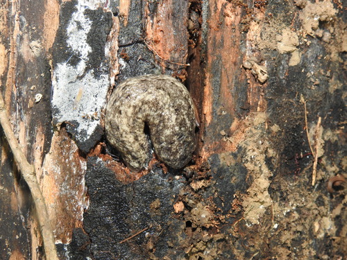 Carolina Mantleslug