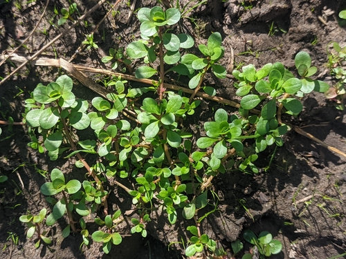 Lythrum portula, photograph 5