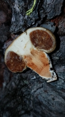 Pholiota nubigena
