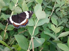 Limenitis arthemis rubrofasciata