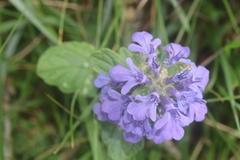 Ajuga genevensis, photograph (c) Edmundas Greimas, some rights reserved (CC BY)