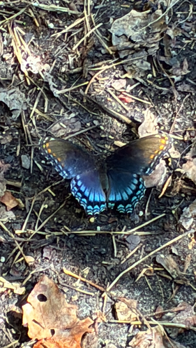 Red-spotted Purple