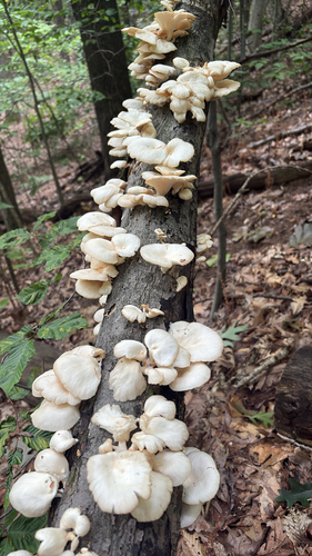 pale oyster