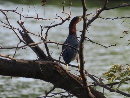 Green Heron