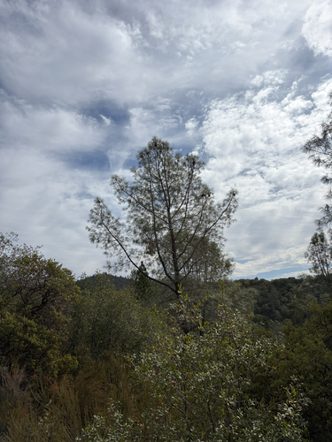 gray pine
