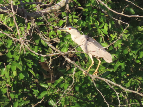 Black-crowned Night Heron