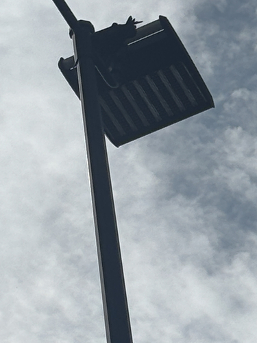 Common Raven observed by brynevans2170