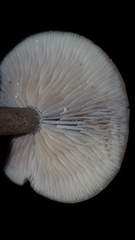 Clitocybe glacialis
