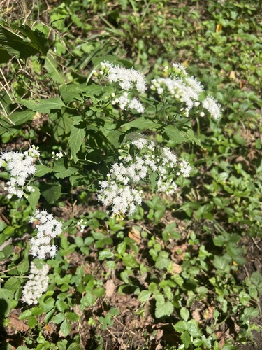 white snakeroot