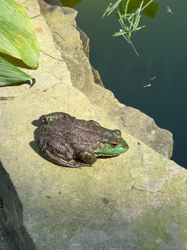American Bullfrog