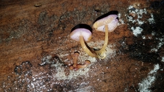 Chromosera