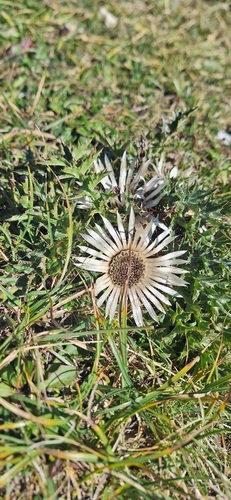 Silver Thistle