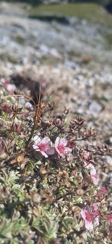 Pink Cinquefoil