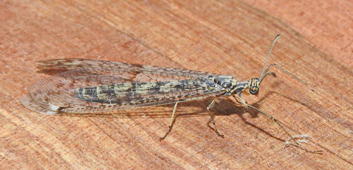 Gymnocnemia variegata