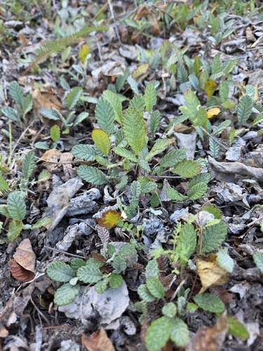 Dryas drummondii, photograph 2
