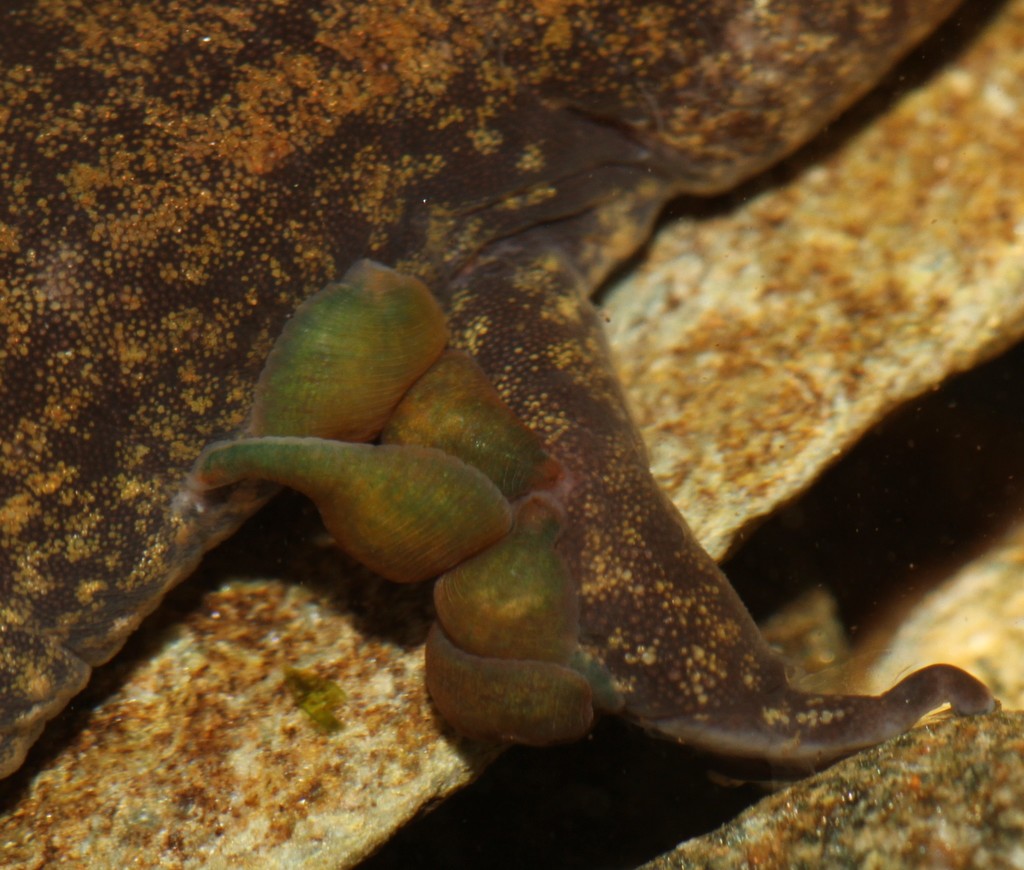 Placobdella biannulata