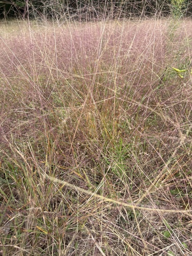 Purple Lovegrass